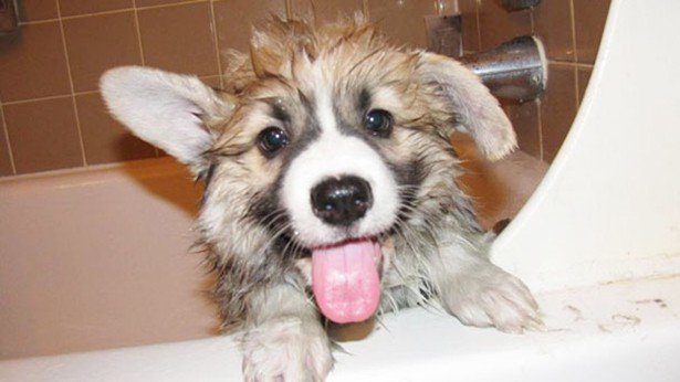 Δείτε απίστευτα αστείες φωτογραφίες ζώων την ώρα του μπάνιο [photos] - Φωτογραφία 7