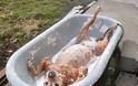 Δείτε απίστευτα αστείες φωτογραφίες ζώων την ώρα του μπάνιο [photos] - Φωτογραφία 6