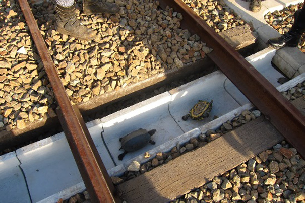 Τι λες τώρα! Έφτιαξαν ειδικό τούνελ για να περνούν οι χελώνες τις σιδηροδρομικές γραμμές! Σε ποια χώρα έγινε αυτό; - Φωτογραφία 1
