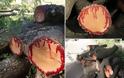 Απίστευτο! Αυτό το δέντρο βγάζει... αίμα όταν το κόβεις! [photos] - Φωτογραφία 2