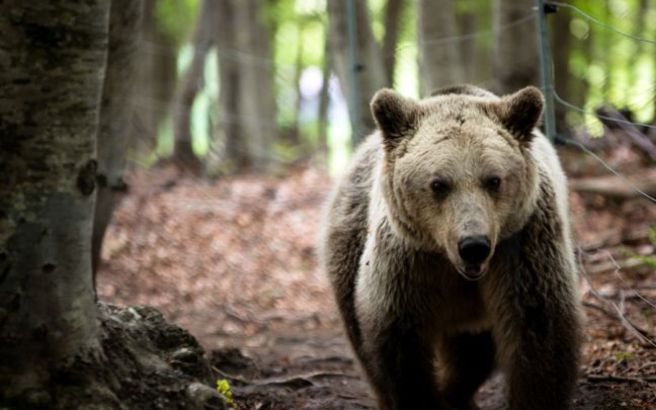 Αυτό σίγουρα δεν το ξέρατε: Δείτε γιατί οι θηλυκές αρκούδες συνουσιάζονται με πολλούς αρσενικούς... - Φωτογραφία 1