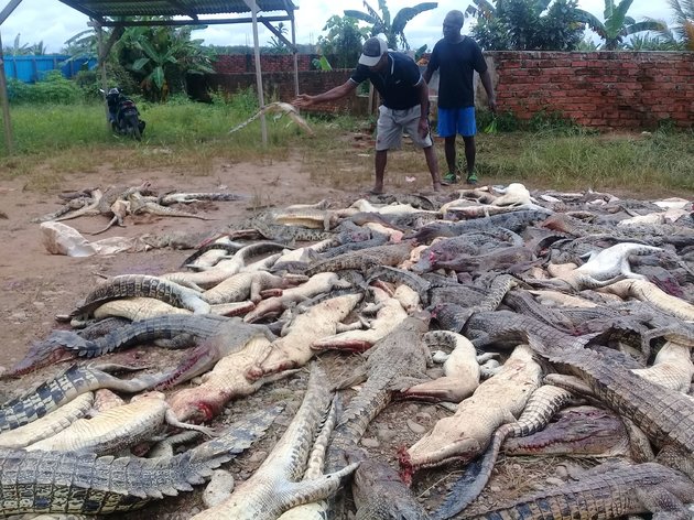 Ινδονησία: Οργισμένο πλήθος σκότωσε 300 κροκόδειλους - Φωτογραφία 2