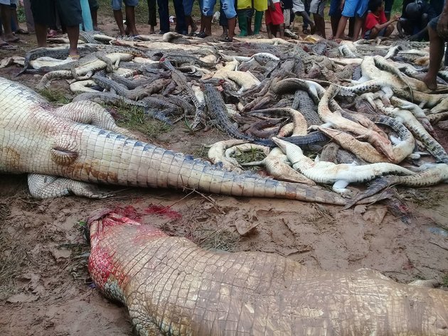 Ινδονησία: Οργισμένο πλήθος σκότωσε 300 κροκόδειλους - Φωτογραφία 3