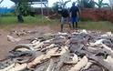 Ινδονησία: Οργισμένο πλήθος σκότωσε 300 κροκόδειλους - Φωτογραφία 2