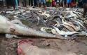 Ινδονησία: Οργισμένο πλήθος σκότωσε 300 κροκόδειλους - Φωτογραφία 3
