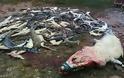 Ινδονησία: Οργισμένο πλήθος σκότωσε 300 κροκόδειλους - Φωτογραφία 4