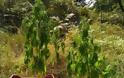 Πρέβεζα: Χειροπέδες σε 43χρονο για καλλιέργεια κάνναβης (φωτογραφίες και βίντεο) - Φωτογραφία 3