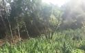 Φυτείες με 1.800 δενδρύλλια στη Φθιώτιδα (φωτογραφίες και βίντεο) - Φωτογραφία 1