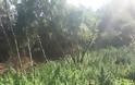 Φυτείες με 1.800 δενδρύλλια στη Φθιώτιδα (φωτογραφίες και βίντεο) - Φωτογραφία 2