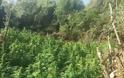 Φυτείες με 1.800 δενδρύλλια στη Φθιώτιδα (φωτογραφίες και βίντεο) - Φωτογραφία 3