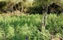 Φυτείες με 1.800 δενδρύλλια στη Φθιώτιδα (φωτογραφίες και βίντεο) - Φωτογραφία 4
