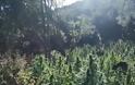 Φυτείες με 1.800 δενδρύλλια στη Φθιώτιδα (φωτογραφίες και βίντεο) - Φωτογραφία 5