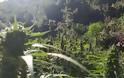 Φυτείες με 1.800 δενδρύλλια στη Φθιώτιδα (φωτογραφίες και βίντεο) - Φωτογραφία 7