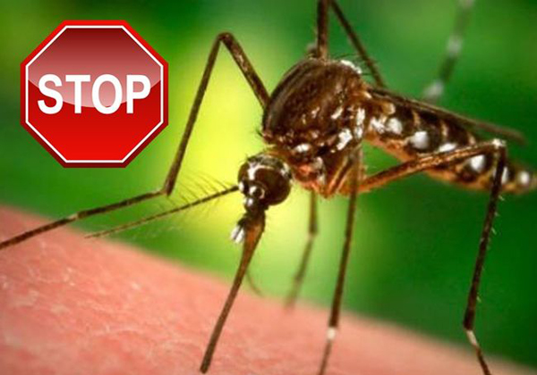 Πώς να προστατευτείτε από τα κουνούπια και απο τις ασθένειες που μεταδίδουν - Φωτογραφία 1