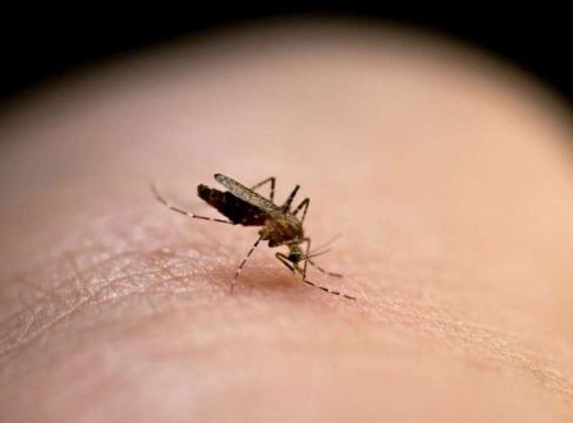 Τι να τρώτε για να μην σας τσιμπούν τα κουνούπια - Φωτογραφία 1