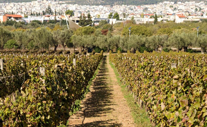 Οι αμπελώνες της Βασίλισσας Αμαλίας - Φωτογραφία 2