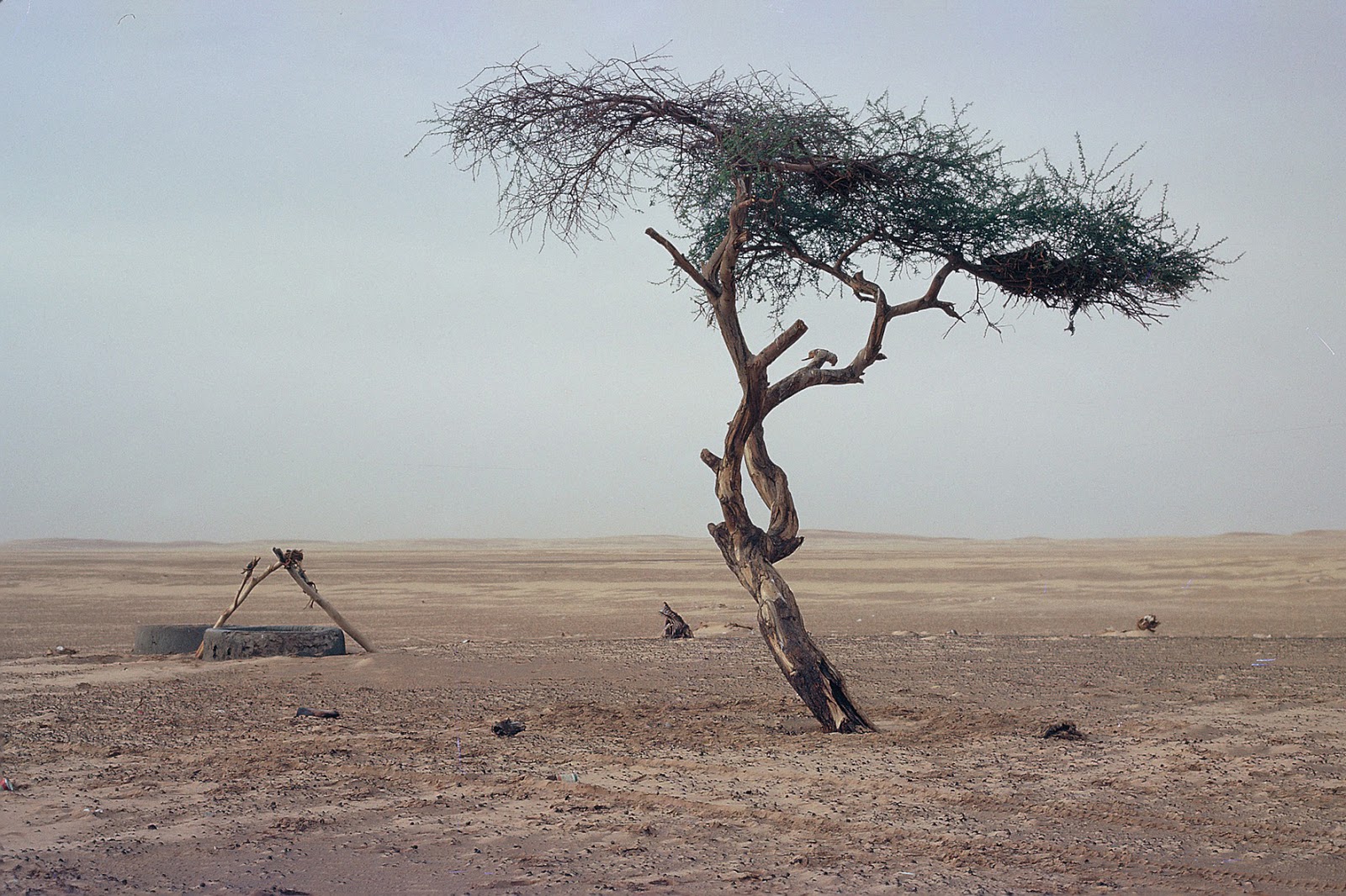 Αυτή είναι η ιστορία του πιο μοναχικού δέντρου στον κόσμο... - Φωτογραφία 1