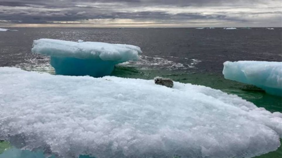 Φωτος: Αλεπού παγιδεύτηκε σε ένα κομμάτι πάγου στην μέση του ωκεανού - Φωτογραφία 1