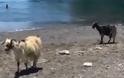 Κατσίκες κάνουν βόλτα στην… παραλία! [video]