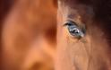 Η απίστευτη δικαιολογία ενός άνδρα που το έκανε… με άλογο - H κίνηση του ζώου που έκανε τον άνδρα τη θεωρήσει «συναίνεση» ΚΟΣΜΟΣ