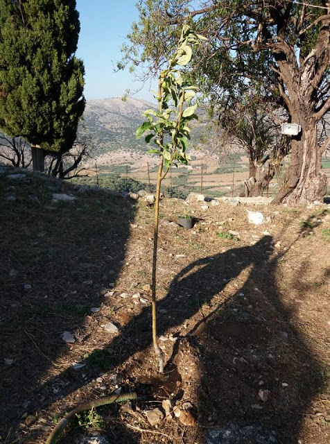 ΚΑΡΑΙΣΚΑΚΗΣ: Εθελοντές ξαναφύτεψαν δέντρα στο Μοναστήρι του Προφήτη Ηλία -ΦΩΤΟ - Φωτογραφία 15