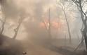 Μάχη με τις φλόγες στην Κινέτα: Η φωτιά έφτασε στην Εθνική οδό - Κάηκαν σπίτια - Φωτογραφία 15