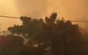 Μάχη με τις φλόγες στην Κινέτα: Η φωτιά έφτασε στην Εθνική οδό - Κάηκαν σπίτια - Φωτογραφία 4