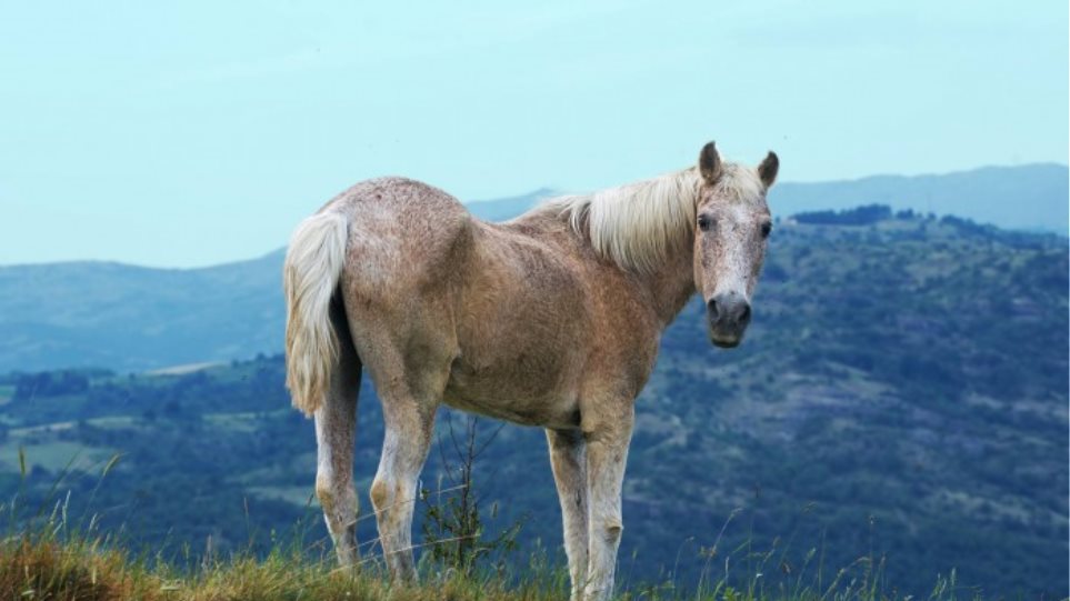 Αλβανός ζωοκλέφτης σκότωνε άλογα στην Έδεσσα - Φωτογραφία 1