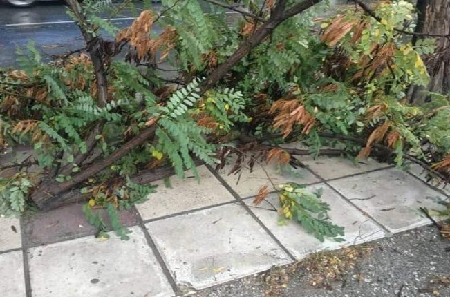 Θεσσαλονίκη: Καταρρακτώδης βροχή και χαλάζι – Σημειώθηκαν πτώσεις δέντρων [photos+video] - Φωτογραφία 1