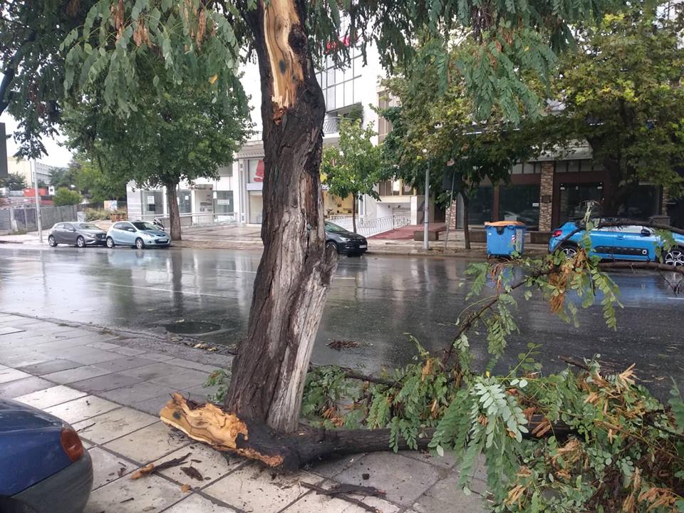 Θεσσαλονίκη: Καταρρακτώδης βροχή και χαλάζι – Σημειώθηκαν πτώσεις δέντρων [photos+video] - Φωτογραφία 6