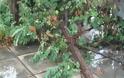 Θεσσαλονίκη: Καταρρακτώδης βροχή και χαλάζι – Σημειώθηκαν πτώσεις δέντρων [photos+video] - Φωτογραφία 3