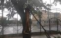 Θεσσαλονίκη: Καταρρακτώδης βροχή και χαλάζι – Σημειώθηκαν πτώσεις δέντρων [photos+video] - Φωτογραφία 4