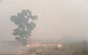 Πύρινη κόλαση στην Κινέτα: Κάηκαν σπίτια, εκκενώθηκαν οικισμοί - Φωτογραφία 8