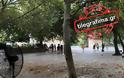 Ο ισχυρός αέρας έκοψε δέντρα στην Αθήνα - Κινδύνευσαν τουρίστες