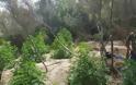Κρήτη:“Ορφανές” χασισοφυτείες στην Κρήτη … αναζητούν τους ιδιοκτήτες τους - Φωτογραφία 3