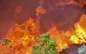 Δήμαρχος Ραφήνας - Πικερμίου: Κάηκαν πάνω από 200 σπίτια - Φοβάμαι για νεκρούς - Φωτογραφία 5