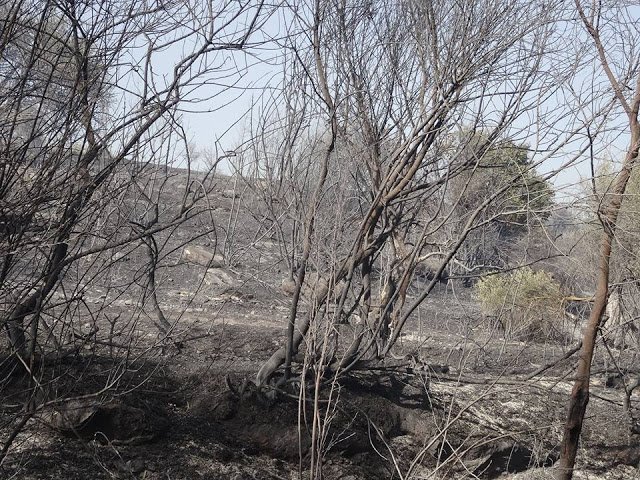 Κρανίου τόπος η επόμενη μέρα στις Βρύσες - Φωτογραφία 4