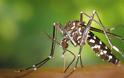 Ποιο νέο ιό μεταφέρει το κουνούπι «τίγρης»;