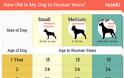 Πώς θα υπολογίσεις την ανθρώπινη ηλικία του σκύλου σου; - Φωτογραφία 2