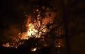 Ν. Μάργαρης - Γιατί καίγονται τα δάση
