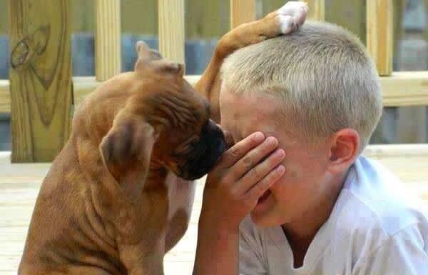 Τα σκυλιά προσπαθούν να παρηγορήσουν τους ιδιοκτήτες τους όταν είναι λυπημένοι - Φωτογραφία 3