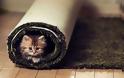 5 κοινοί λόγοι που μια γάτα κρύβεται σε διάφορα σημεία του σπιτιού - Φωτογραφία 1