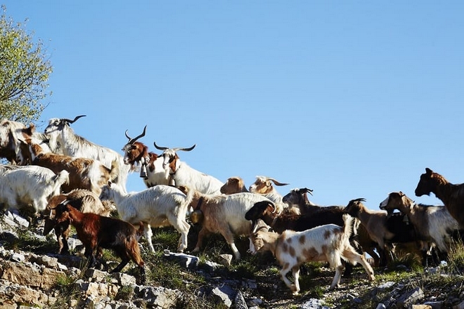 Η γευστική ταυτότητα της Ηπείρου και οι πίτες των βοσκών - Φωτογραφία 6