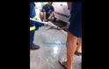 Ναύπακτος: Φίδι κουλουριάστηκε μέσα σε μηχανή αυτοκινήτου (ΔΕΙΤΕ VIDEO) - Φωτογραφία 2