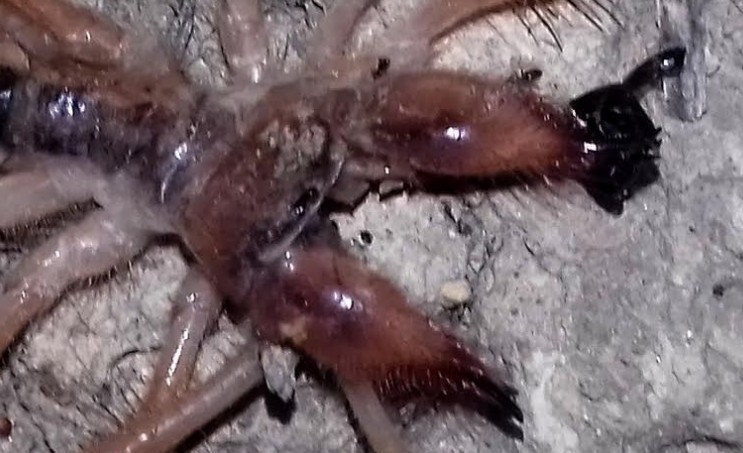 Τρόμος στα Τρίκαλα με την εμφάνιση μεγάλης αράχνης-σκορπιός [photos] - Φωτογραφία 1
