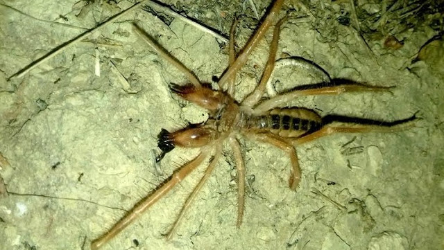 Τρόμος στα Τρίκαλα με την εμφάνιση μεγάλης αράχνης-σκορπιός [photos] - Φωτογραφία 2