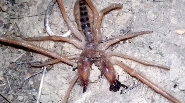 Τρόμος στα Τρίκαλα με την εμφάνιση μεγάλης αράχνης-σκορπιός [photos] - Φωτογραφία 3