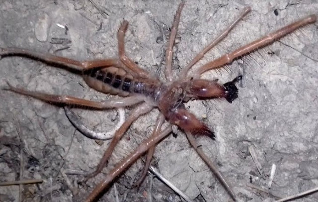 Τρόμος στα Τρίκαλα με την εμφάνιση μεγάλης αράχνης-σκορπιός [photos] - Φωτογραφία 4