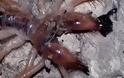 Τρόμος στα Τρίκαλα με την εμφάνιση μεγάλης αράχνης-σκορπιός [photos]