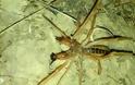 Τρόμος στα Τρίκαλα με την εμφάνιση μεγάλης αράχνης-σκορπιός [photos] - Φωτογραφία 6